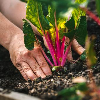 Hand planting Swiss chard